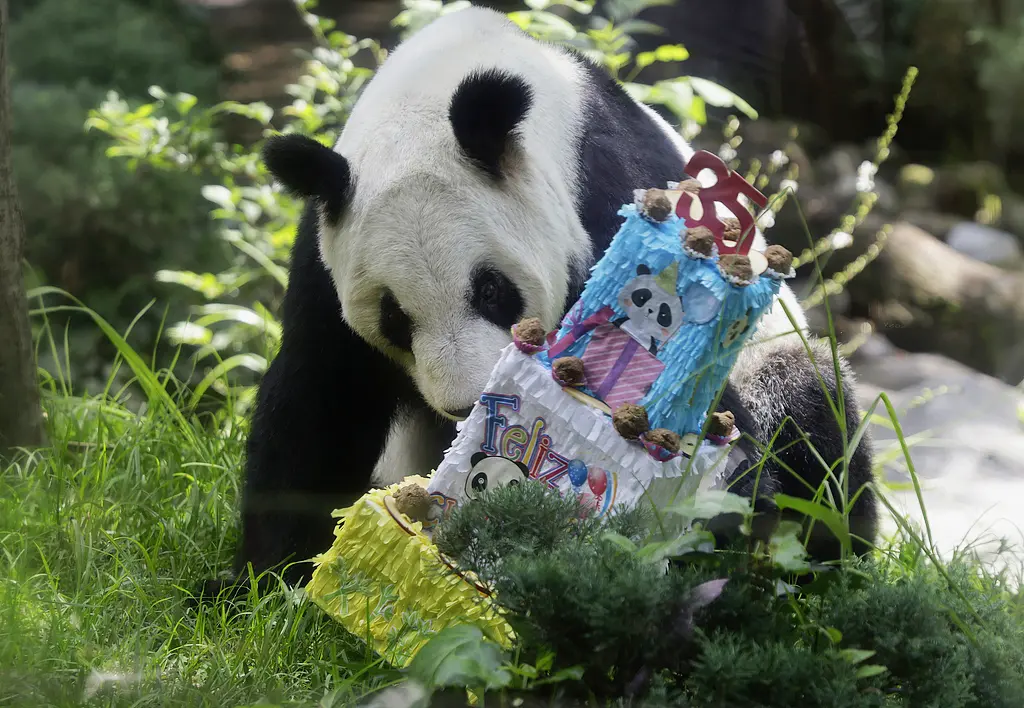 网上配资平台开户炒股 图集 | 海外现存最长寿大熊猫“欣欣”喜迎35岁生日